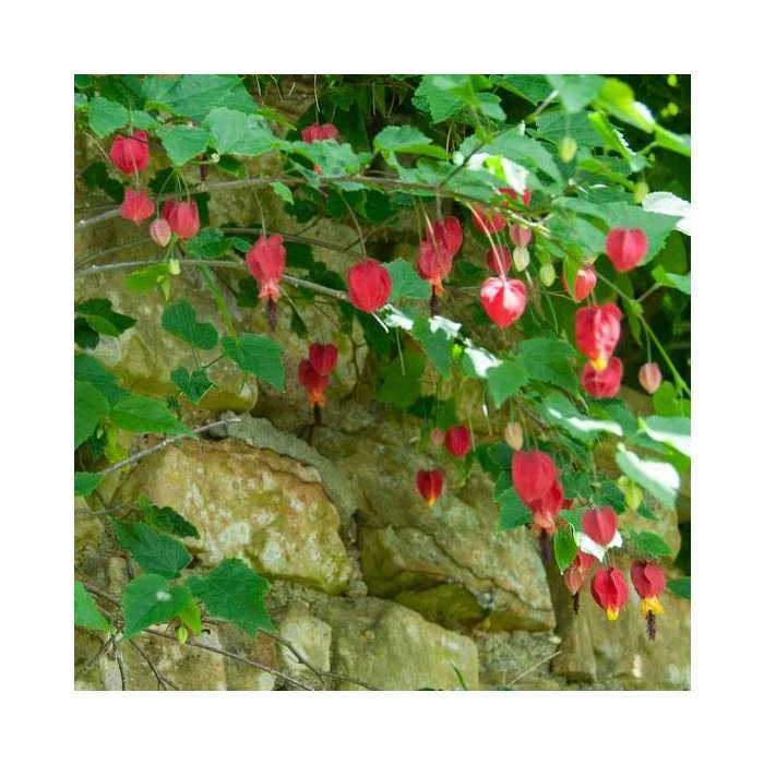 50-90cm Trailing Abutilon | Abutilon Megapotamicum | 3L Pot