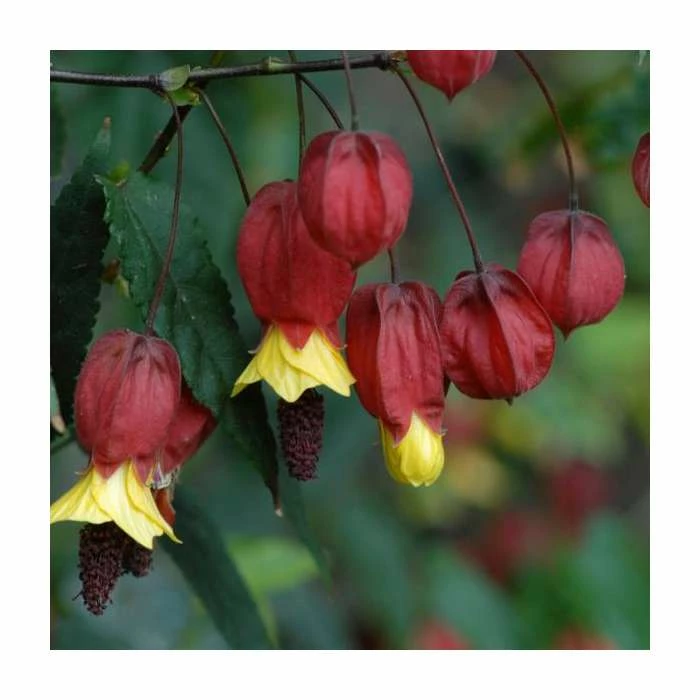 50-90cm Trailing Abutilon | Abutilon Megapotamicum | 3L Pot - Image 2