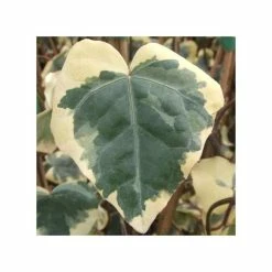 50-90cm 3ft Algerian Ivy Plant | 3L Pot | Hedera Canariensis 'Gloire de Marengo''