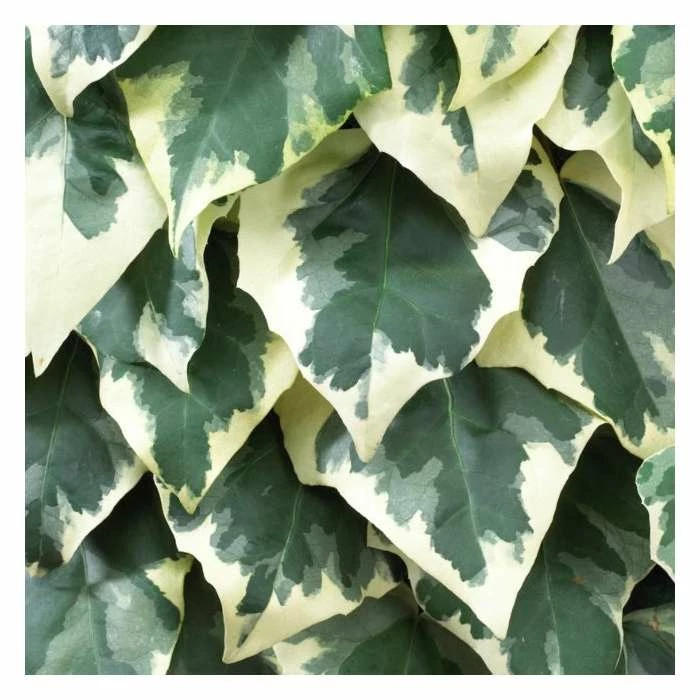 50-90cm 3ft Persian Ivy Plant | 3L Pot | Hedera Colchica 'Dentata Variegata' - Image 2