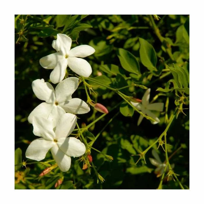 50-90cm Jasminum Officinale 'Clotted Cream' | 3L Pot