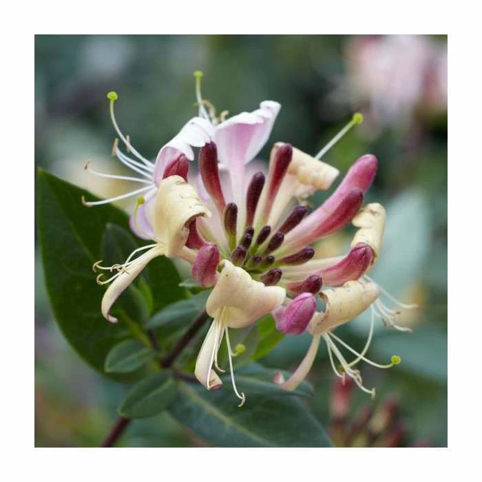50-90cm Early Dutch Honeysuckle | Lonicera Belgica | 3L Pot