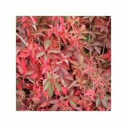 50-90cm 3ft Chinese Virginia Creeper | 3L Pot | Parthenocissus Henryana