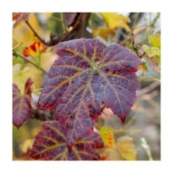 50-90cm Vitis 'Brant' | Ornamental Grape Vine | 3L Pot