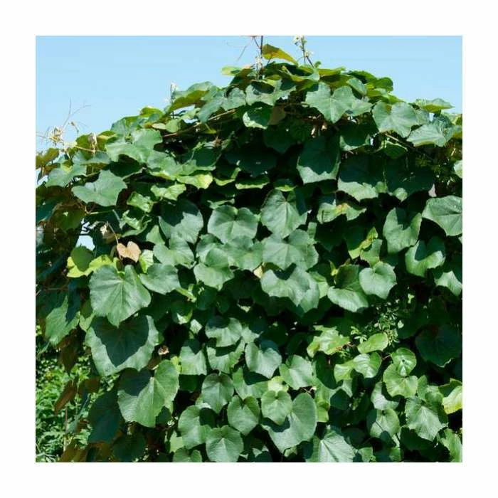 50-90cm Crimson Glory Vine | Vitis Coignetiae | 3L Pot