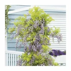 50-90cm Wisteria Floribunda 'Kokuryu' | 'Black Dragon' | 3L Pot