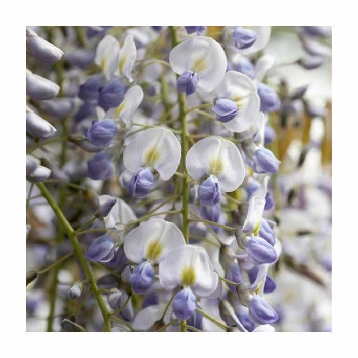 50-90cm Wisteria Sinensis 'Prolific' | 3L Pot - Image 2