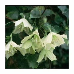 50-90cm Clematis Cirrhosa 'Ourika Valley' | 3L Pot