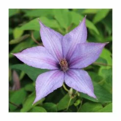 50-90cm Clematis 'Dorothy Walton' | 3L Pot
