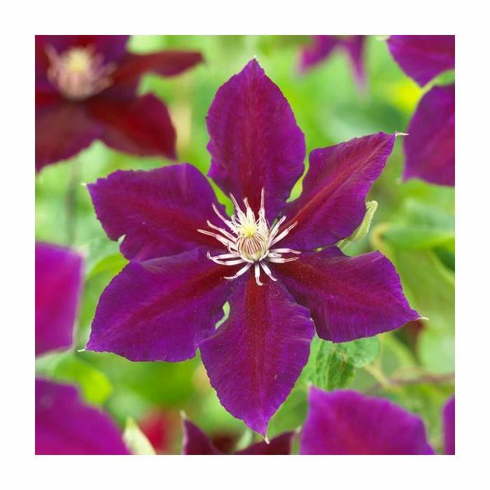 50-90cm Clematis 'Julka' | 3L Pot