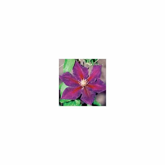 50-90cm Clematis 'Julka' | 3L Pot - Image 2