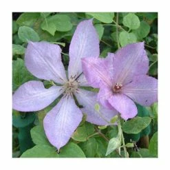50-90cm Clematis 'Margaret Hunt' | 3L Pot