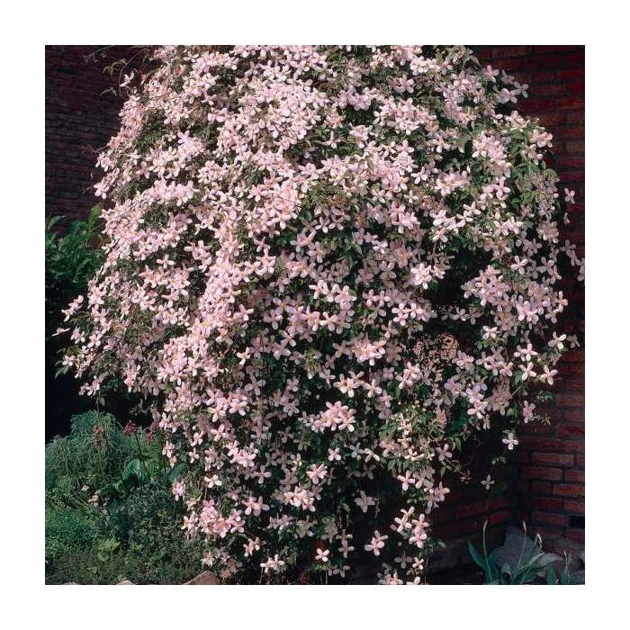 50-90cm Clematis Montana 'Vera' | 3L Pot