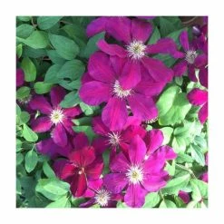50-90cm Clematis 'Westerplatte' | 3L Pot