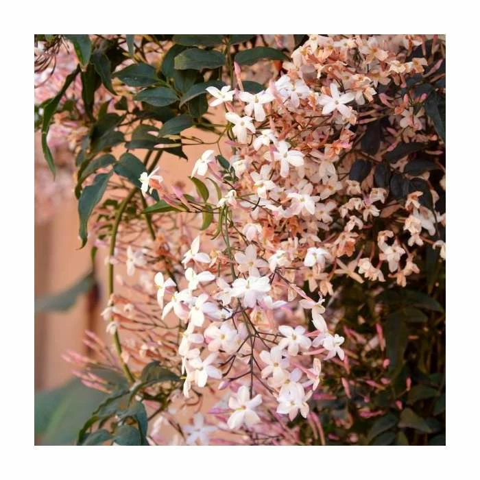 50-90cm Pink Jasmine | Jasmine Stephanense | 3L Pot