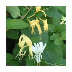 50-90cm Lonicera Japonica 'Hall's Prolific' | 3L Pot