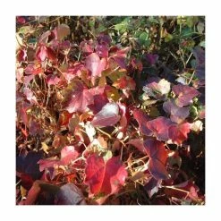 50-90cm Parthenocissus Tricuspidata 'Beverley Brook' | 3L Pot