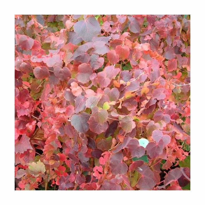 50-90cm Parthenocissus Tricuspidata 'Veitchii' | 3L Pot