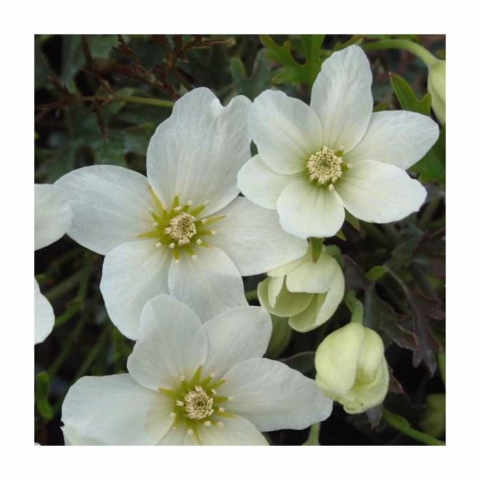 50-90cm Clematis Cartmanii 'Joe' | 3L Pot