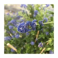 50-90cm Ceanothus 'Concha' | 3L Pot