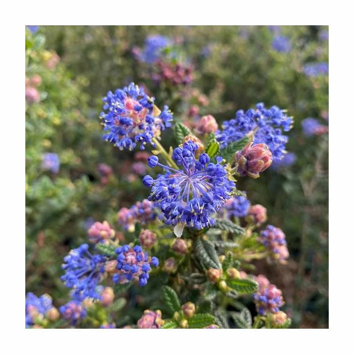Ceanothus 'Puget Blue' | 3L Pot