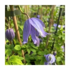 50-90cm Clematis alpina 'Bredon Blue' | 3L Pot