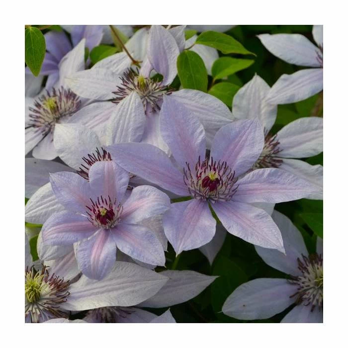 50-90cm Clematis 'Bernadine' | Raymond Evison | 3L Pot