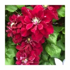 50-90cm Clematis 'Charmaine' | Raymond Evison | 3L Pot