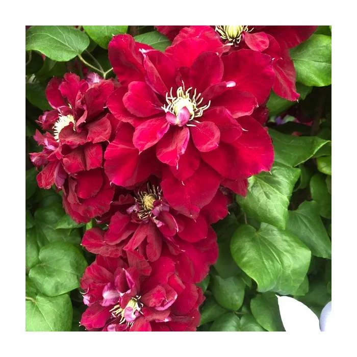 50-90cm Clematis 'Charmaine' | Raymond Evison | 3L Pot
