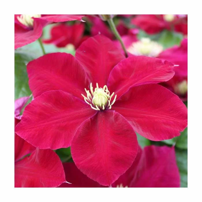 50-90cm Clematis 'Charmaine' | Raymond Evison | 3L Pot - Image 2
