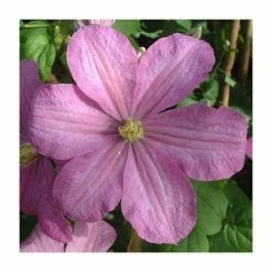 50-90cm Clematis 'Comtesse De Bouchaud' | 3L Pot