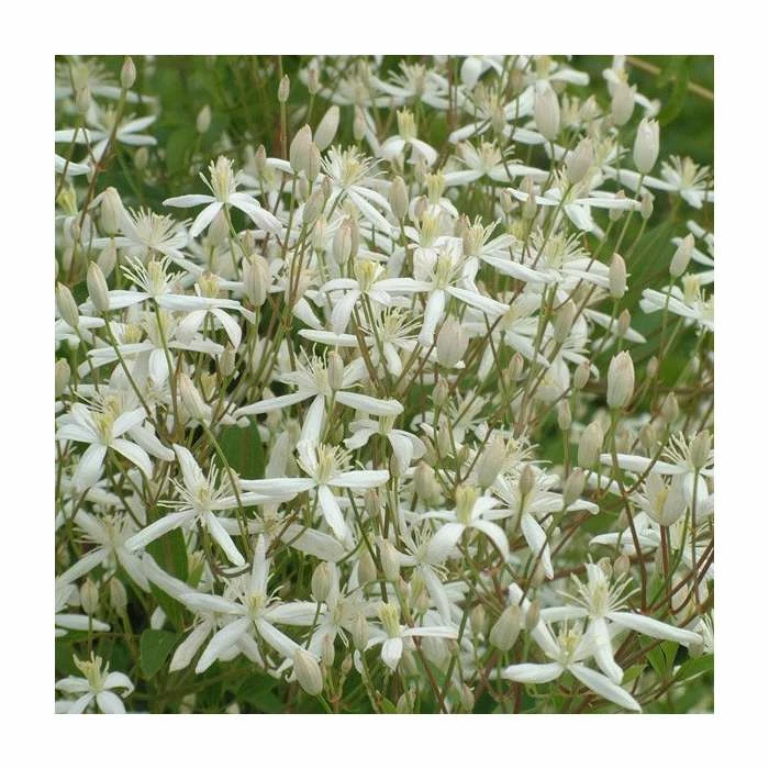 50-90cm Clematis 'Sweet Sensation' | 3L Pot