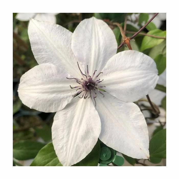 50-90cm Clematis 'Tsukiko' | 3L Pot