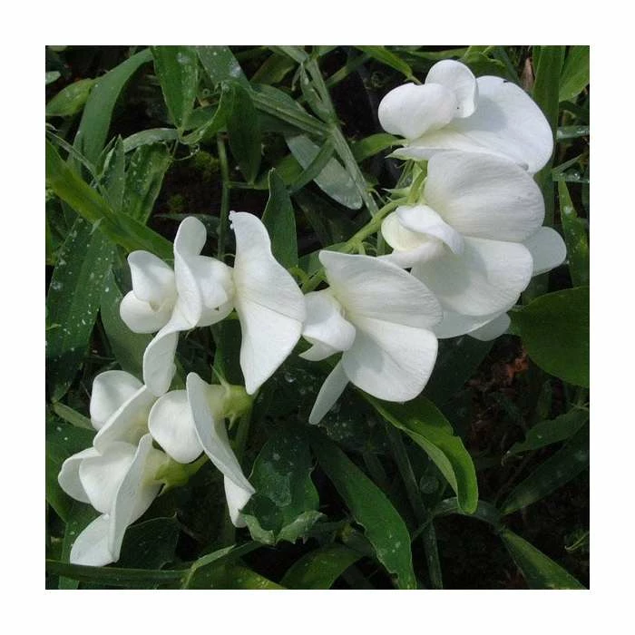 50-90cm Lathyrus latifolius 'White' | Everlasting Sweet Pea | 3L Pot