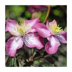 50-90cm Clematis montana 'Marjorie' | 3L Pot