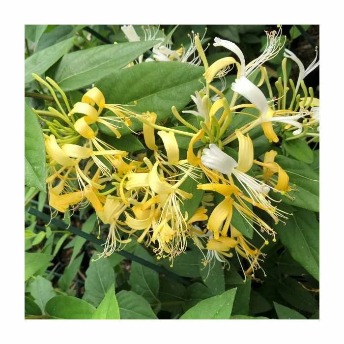 50-90cm Delavay Honeysuckle | Lonicera similis var. delavayi | 3L Pot - Image 2