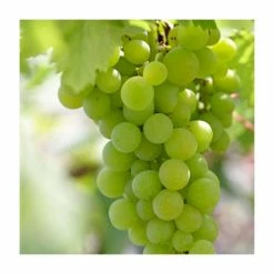 50-90cm Vitis vinifera 'Lakemont' | Seedless Outdoor Grape Vine | 3L Pot