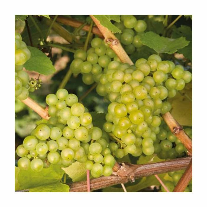50-90cm Vitis vinifera 'Lakemont' | Seedless Outdoor Grape Vine | 3L Pot - Image 2