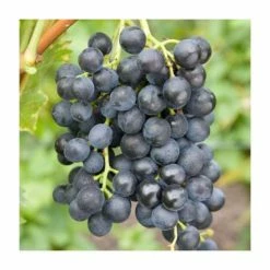 50-90cm Vitis vinifera 'Muscat Bleu' | Outdoor Grape Vine | 3L Pot