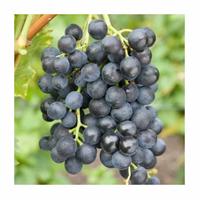 50-90cm Vitis vinifera 'Muscat Bleu' | Outdoor Grape Vine | 3L Pot