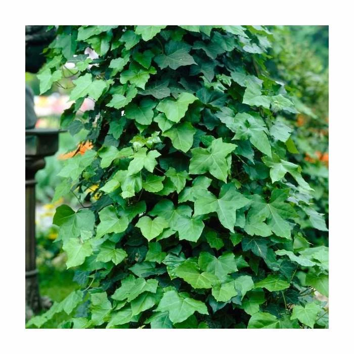 Evergreen Climbing Plant Collection | 3 x 3L Pots - Image 2