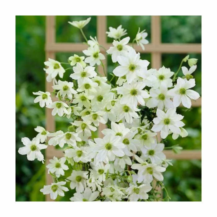 Evergreen Climbing Plant Collection | 3 x 3L Pots - Image 3