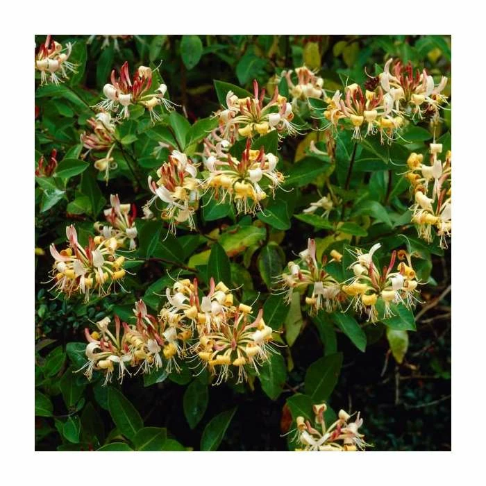 Evergreen Climbing Plant Collection | 3 x 3L Pots - Image 5