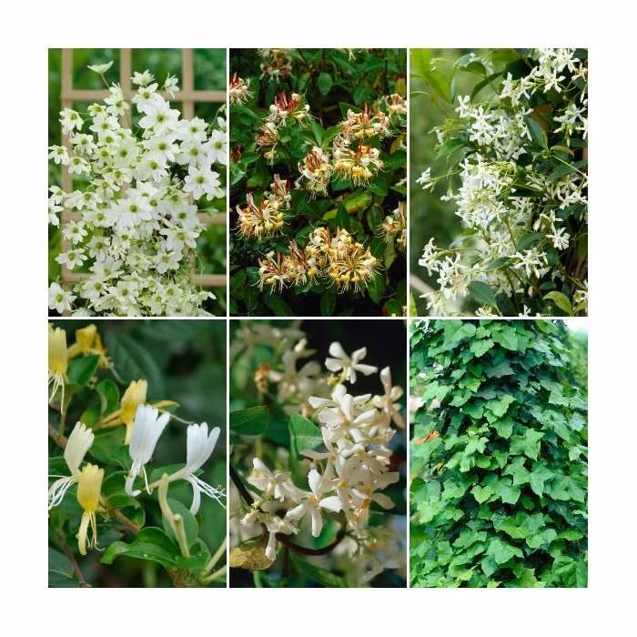 Evergreen Climbing Plant Collection | 3 x 3L Pots