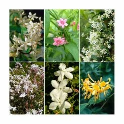 Scented Climbing Plant Collection | Jasmine and Honeysuckle Mix | 3 x 3L Pots