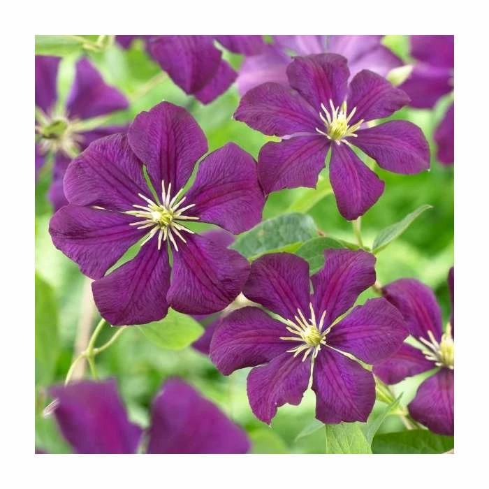 Flowering Pergola Collection | Jasmine, Clematis, and Passion Flower Mix | 3 x 3L Pots - Image 2