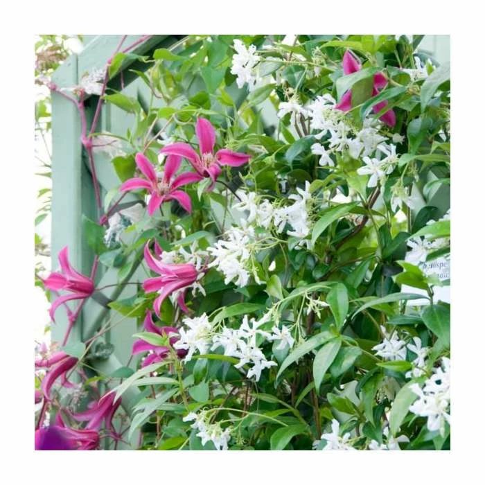Flowering Pergola Collection | Jasmine, Clematis, and Passion Flower Mix | 3 x 3L Pots - Image 3