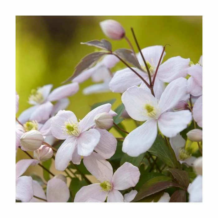 Flowering Pergola Collection | Jasmine, Clematis, and Passion Flower Mix | 3 x 3L Pots - Image 5