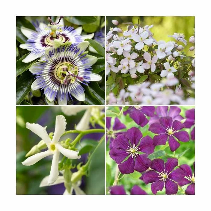 Flowering Pergola Collection | Jasmine, Clematis, and Passion Flower Mix | 3 x 3L Pots