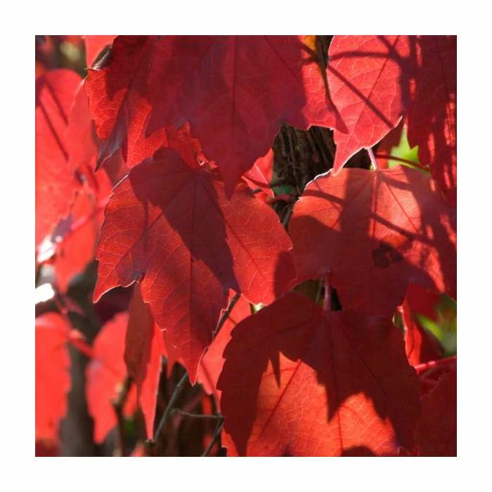 Virginia Creeper Collection | 4 x Parthenocissus Plants | 3L Pots - Image 3